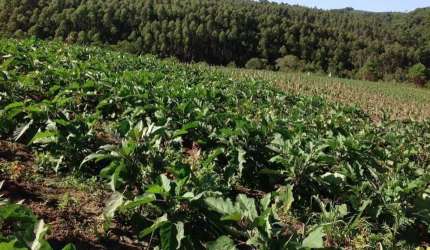 Chácara / sítio à venda na Nequinho Fogaça, Abaitinga, São Miguel Arcanjo por R$ 425.000