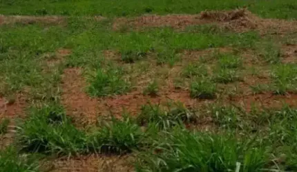 Terreno Padrão em São José do Rio Preto