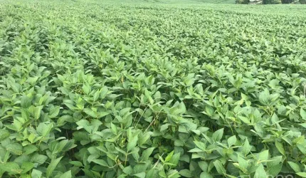 Fazenda Guarapuava