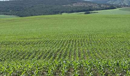 Fazenda de 179 alqueires em lavoura irrigada e pecuária