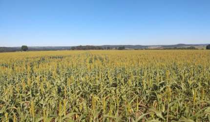 Fazenda lavoura a venda em Goiás