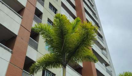 Apartamento mais passeio do mindú