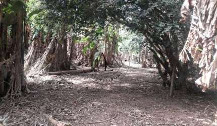 Sua Chácara dos Sonhos em Campinas: Espaço, Conforto e Natureza em Harmonia!