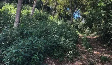 Terreno à venda, 4000 m² por R$ 150.000,00 - Pessegueiros - Teresópolis/RJ