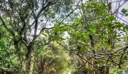 Chácara com 4 dormitórios à venda, 26607 m² por R$ 1.199.000,00 - Nova Era - Itupeva/SP
