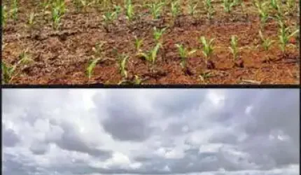 Fazenda em Carolina - MA