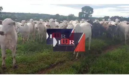 Fazenda em Paraiso das Aguas - MS