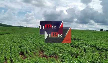 Fazenda em Paraiso - SP