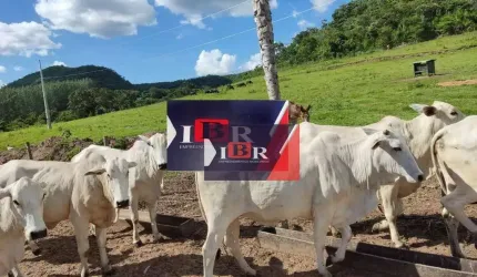 Fazenda em São Gabriel do Oeste - MS