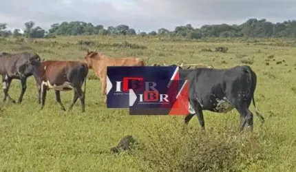 Fazenda em Campo Grande - MS