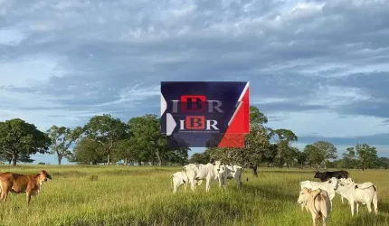 Fazenda em Inocência - MS