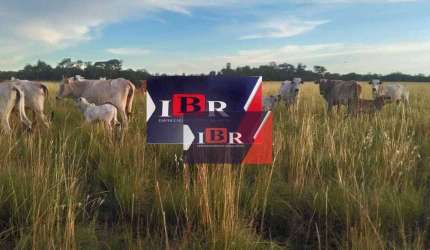 Fazenda em Nhecolandia - MS