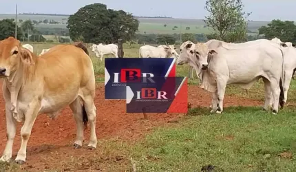 Fazenda em Naviraí  - MS