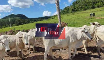 Fazenda em São Gabriel do Oeste-MS