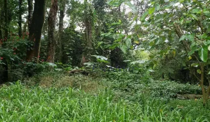 Terreno à venda, 1100 m² por R$ 350.000,00 - Alpes da Cantareira - Mairiporã/SP