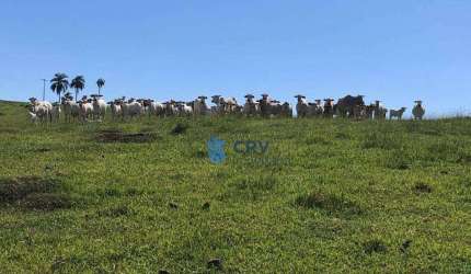 Fazenda à venda, 1573000 m² por R$ 16.000.000,00 - Centro - Ortigueira/PR