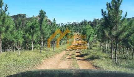 SITIO 30 ALQ. ( 72.6 hectares) 20 alq. Plantado em Pinus, Região de Itapeva,