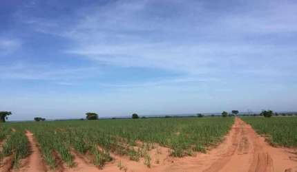 Fazenda à venda em Panorama/SP