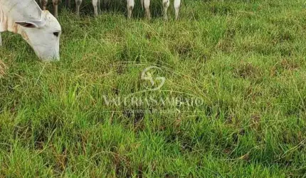 Fazenda Gregory 658 Hectares - Vilhena - Rondônia - Pagto 1.000 sacas de soja por hectares