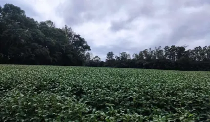 Área Rural de 5 Alqueires - Colonia Dona Luiza