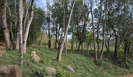 Área para investimento na Colônia Antônio Prado