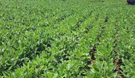 Fazenda à venda no Centro, Sidrolândia  por R$ 30.000.000