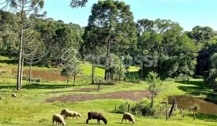 Fazenda à venda no Palmeirinha, Guarapuava , 125800 m2 por R$ 1.500.000
