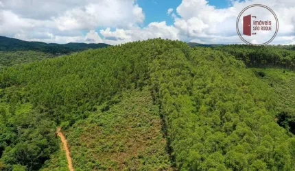 42 alqueires, plantado com 50.000 pés de eucalipto com 7 anos.