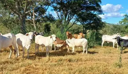 Sítio Espetacular em Sobradinho/DF 32 Hectares !!! 1.200.000 !!!