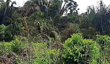 Imóvel Rural 418 ha - Turiaçu - MA
