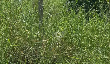 Chácara à venda, 1.250 m² por R$ 180.000,00 - Zona Rural - Londrina/PR