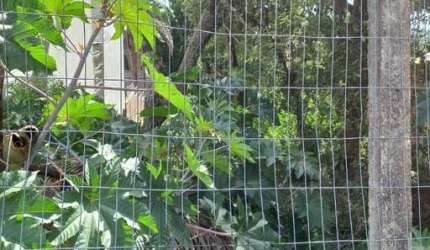 Terreno à venda na Rua Doutor Arnaldo da Silva Ferreira, 270, Jardim Isabel, Porto Alegre por R$ 700.000