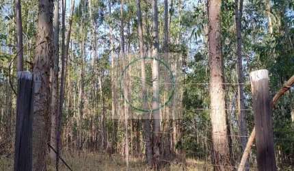 Sítio com 14,5  Alqueires em Itapetinga - SP