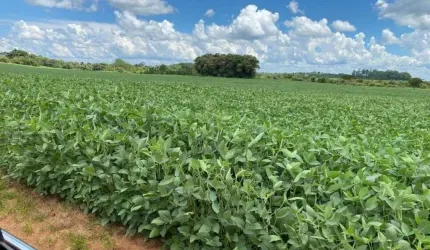 EXCELENTE FAZENDA COM 240 ALQUEIRES EM AVARÉ - SP