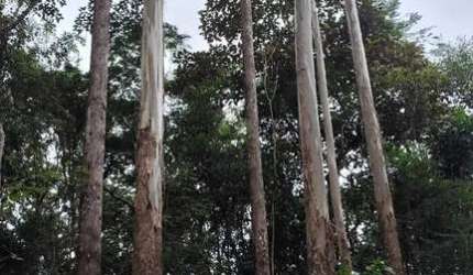 EUCALIPTO A VENDA NA REGIÃO DE  SÃO JOSÉ DOS CAMPOS-SP 