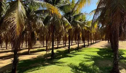 Chácara / sítio com 3 quartos à venda no Monte Alegre, Barretos , 20000 m2 por R$ 4.000.000