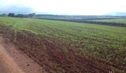 Fazenda 140,5 alqueires em Martinopolis - Soja e Milho