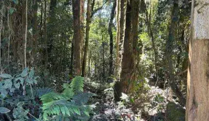EXCELENTE CHACARAS COM 20.000 M2 CADA NA FAXINA EM TIJUCAS 200.000 ÁREA RURAL DE TIJUCAS DO SUL