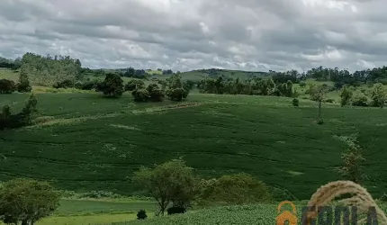 Sítio para Venda em Nova Tebas, Zona Rural