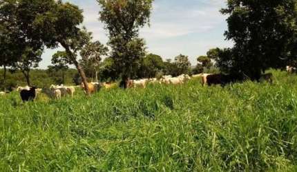 Fazenda para Venda em Pedro Gomes