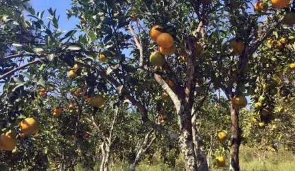 Itaboraí-Sitio Rural 4 Qts- 45.000 M² -Produzindo- 600 Mil