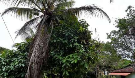SÍTIO LOCALIZADO NO BAIRRO JAPARA ARRAIAL D’AJUDA BA