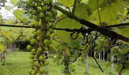 SITIO A VENDA EM NOVA TRENTO