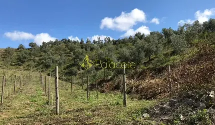 Chácara à venda Pinhal Novo, Lorena - SP
