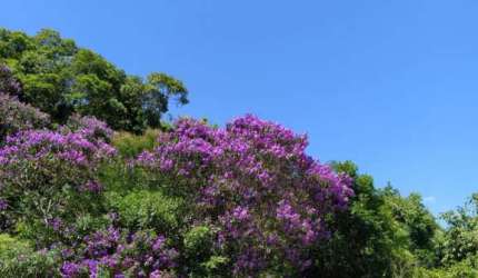 Terreno à venda no Garcia, Blumenau  por R$ 1.250.000