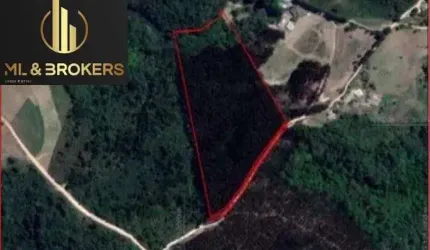 38.000 M2/REBROTA EUCALIPTO LENHA/IDEAL INVESTIDOR