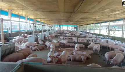 30.000M2/GRANJA  MATRIZ SUÍNOS/IDEAL INVESTIDORES