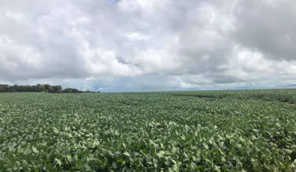 Fazenda  soja em  Sorriso MT