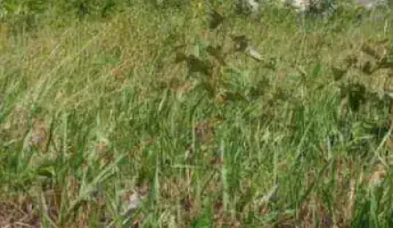 Terreno com 200m² em Cajupiranga  - OPORTUNIDADE
