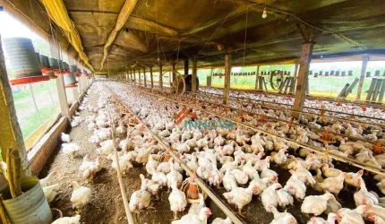 Sítio com granja com 4 dormitórios à venda, 25000 m² por R$ 1.100.000 - Anhumas - Piracicaba/SP